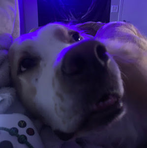 Meet your Posher, Brayden